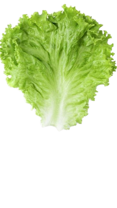 Iceberg Lettuce